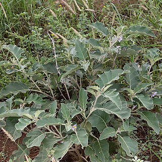 Solanum burchellii unspecified picture