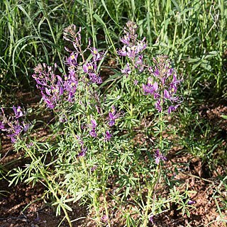 Cleome elegantissima unspecified picture