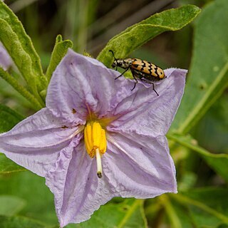 Solanum burchellii unspecified picture