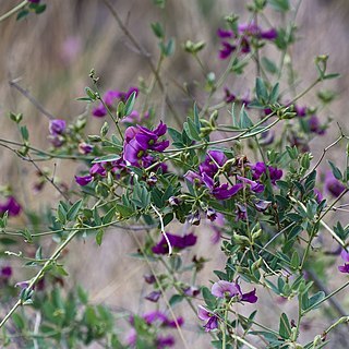 Otoptera burchellii unspecified picture