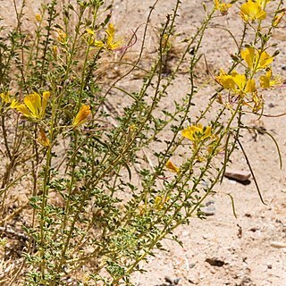 Cleome suffruticosa unspecified picture