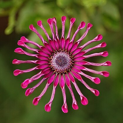 Osteospermum unspecified picture