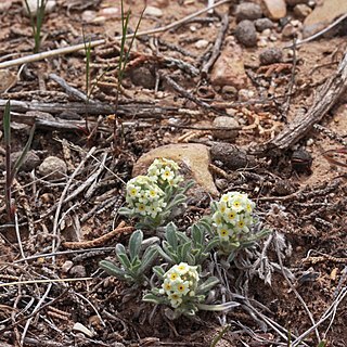 Oreocarya caespitosa unspecified picture