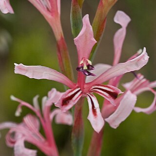 Tritoniopsis ramosa unspecified picture