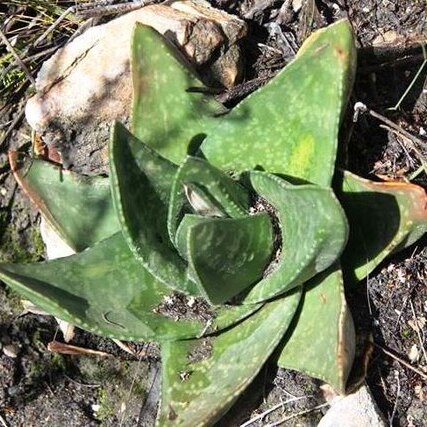 Gasteria polita unspecified picture