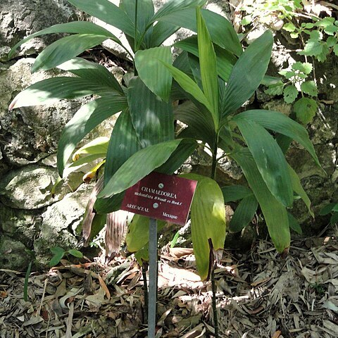 Chamaedorea stolonifera unspecified picture