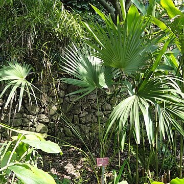 Trachycarpus oreophilus unspecified picture