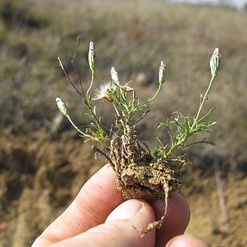 Vittadinia muelleri unspecified picture