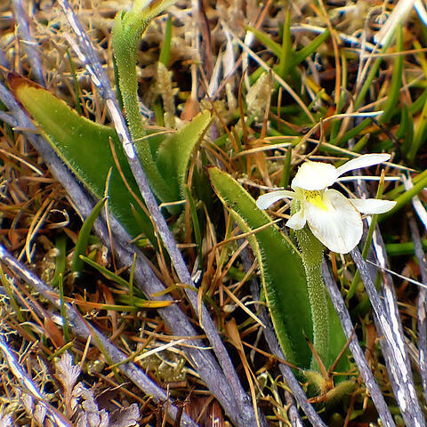 Aporostylis bifolia unspecified picture