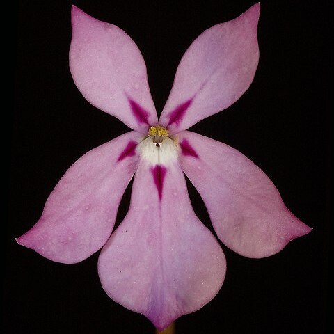 Isotoma hypocrateriformis unspecified picture