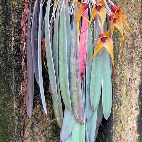 Masdevallia caesia unspecified picture