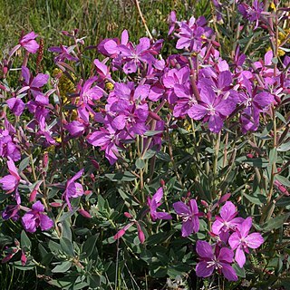 Epilobium latifolium unspecified picture