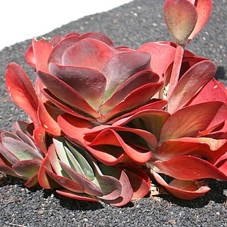 Kalanchoe luciae unspecified picture