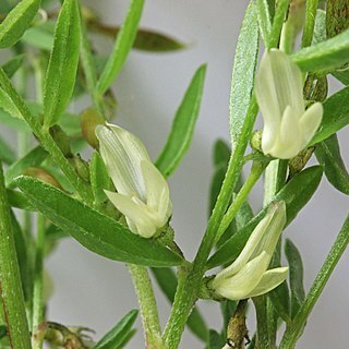 Astragalus tenellus unspecified picture