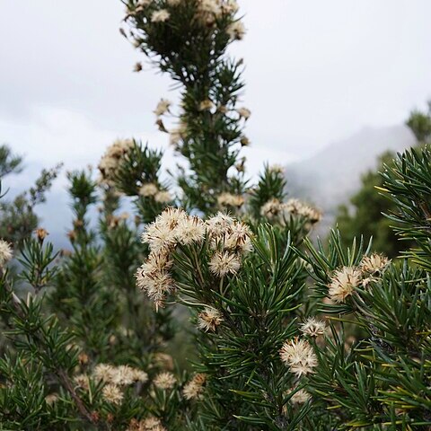 Olearia pinifolia unspecified picture