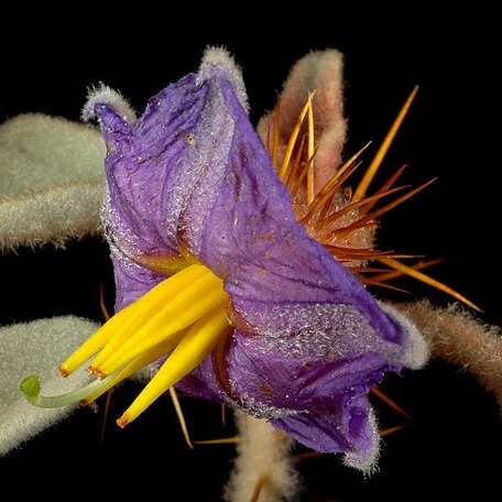 Solanum gilesii unspecified picture