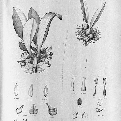 Bulbophyllum chloropterum unspecified picture