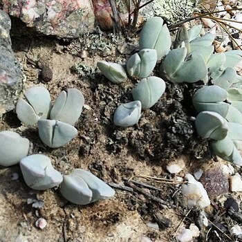 Gibbaeum hartmannianum unspecified picture