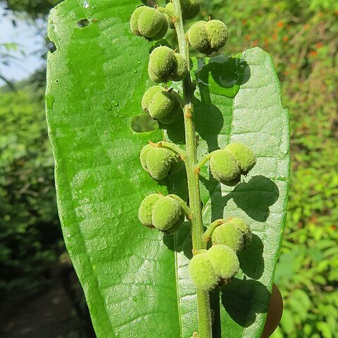 Mallotus rhamnifolius unspecified picture