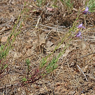 Penstemon abietinus unspecified picture