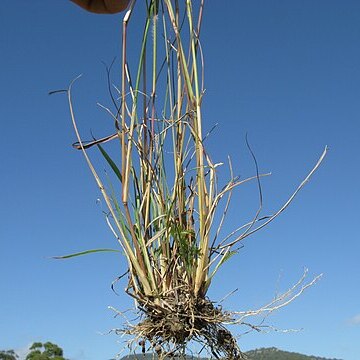 Eragrostis parviflora unspecified picture