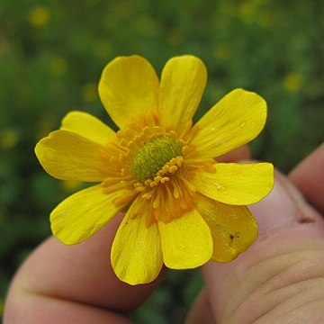 Ranunculus undosus unspecified picture