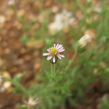 Vittadinia cuneata unspecified picture