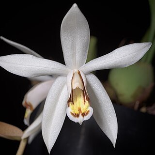 Coelogyne kaliana unspecified picture