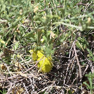 Cucumis africanus unspecified picture