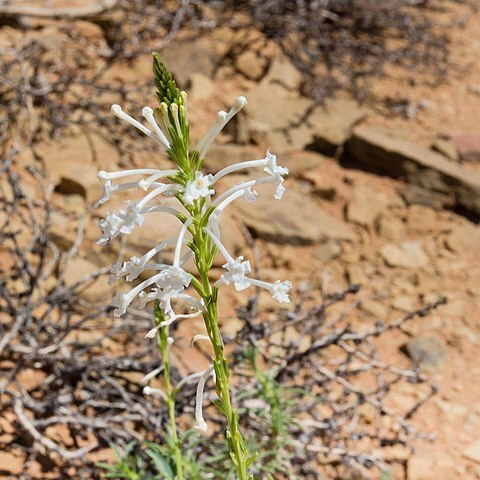 Chascanum garipense unspecified picture