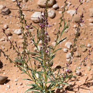 Polygala guerichiana unspecified picture