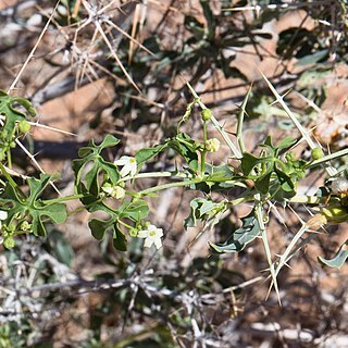 Dactyliandra unspecified picture