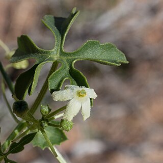 Dactyliandra unspecified picture