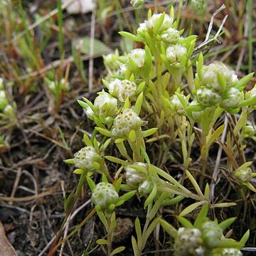 Siloxerus multiflorus unspecified picture