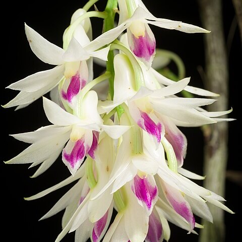 Dendrobium amethystoglossum unspecified picture