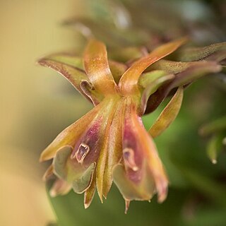 Epidendrum schlechterianum unspecified picture