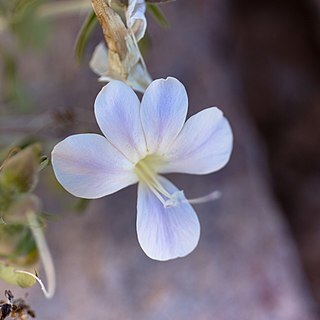 Barleria lancifolia unspecified picture