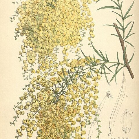 Acacia riceana unspecified picture