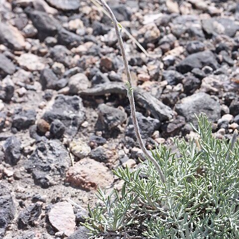 Hymenopappus filifolius var. pauciflorus unspecified picture