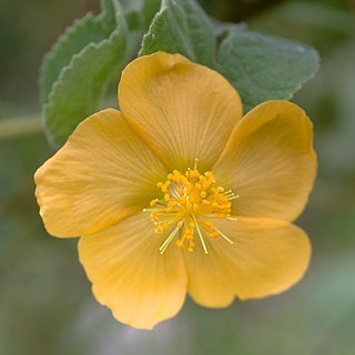 Abutilon austroafricanum unspecified picture