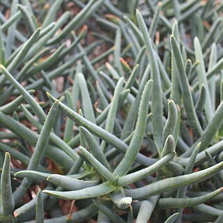 Aloidendron ramosissimum unspecified picture