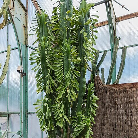 Euphorbia ampliphylla unspecified picture