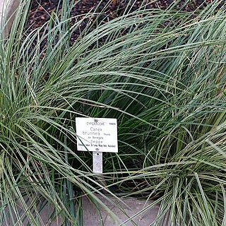 Carex brunnea unspecified picture