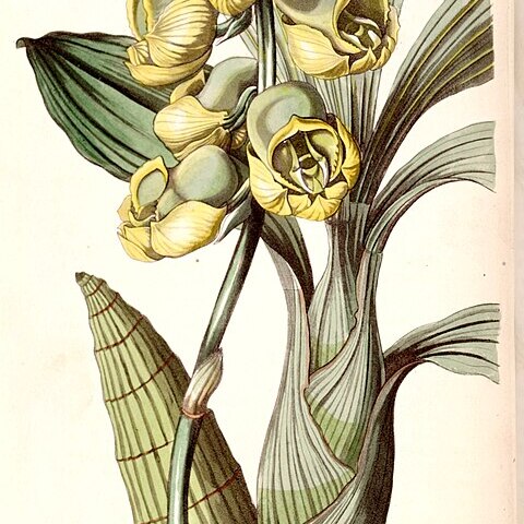 Catasetum planiceps unspecified picture