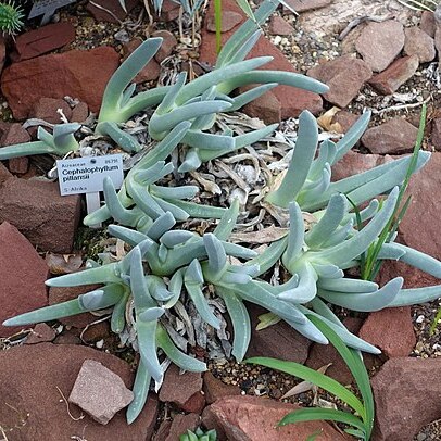 Cephalophyllum pillansii unspecified picture