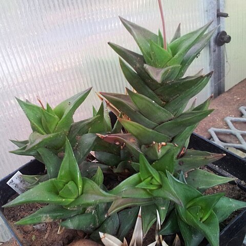 Haworthiopsis pungens unspecified picture