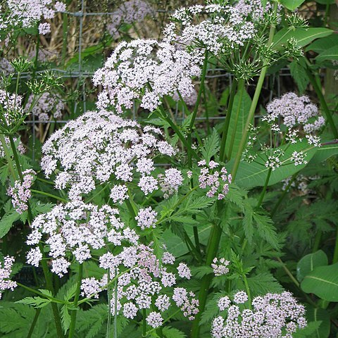 Chaerophyllum roseum unspecified picture