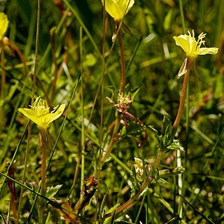 Oenothera pubescens unspecified picture