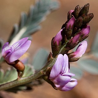 Astragalus cobrensis unspecified picture