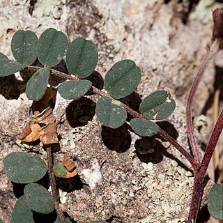 Astragalus cobrensis unspecified picture